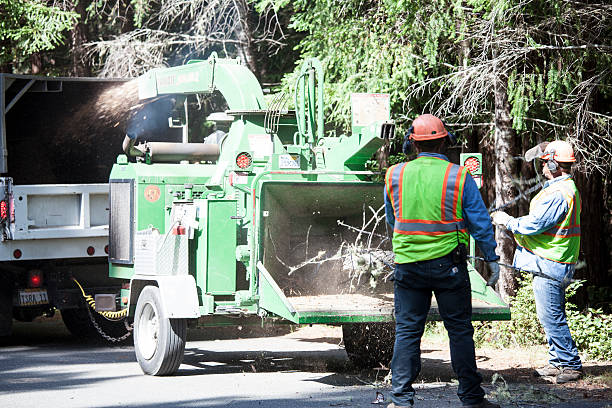 How Our Tree Care Process Works  in  Oak Lawn, IL